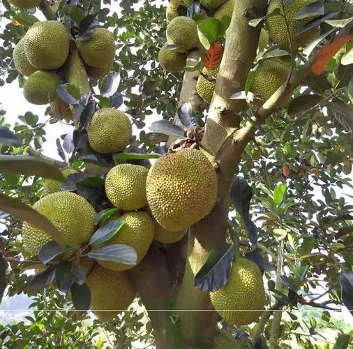 广西菠萝蜜新鲜干苞菠萝农家自种香甜甜糯南方菠萝蜜