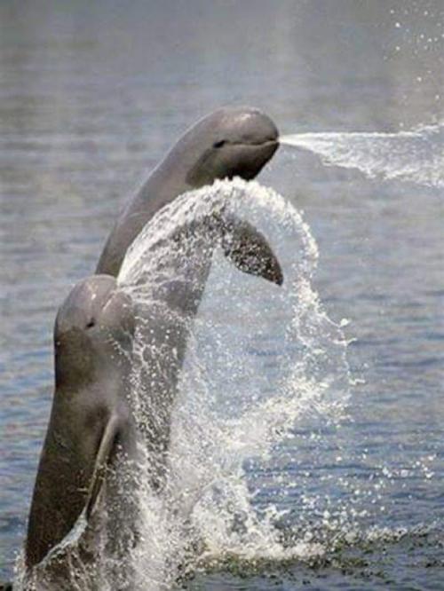 英文名irrawaddy dolphin,又叫伊河海豚,伊河豚,伊豚.
