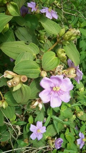 奚锦积师兄分享:地稔子,果很甜