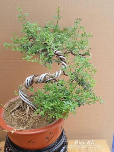 实拍精品迎春花盆景绿植花卉室内盆栽虎蹄迎春_7折现价150元