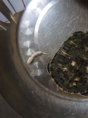 乌龟拉白屎 正常吗 还没喂食 早上一直拉这样的屎