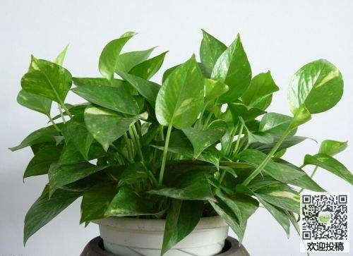 小学生描写植物的作文:绿萝