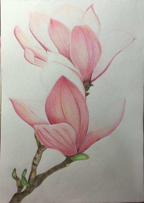 彩铅绘28---玉兰花7