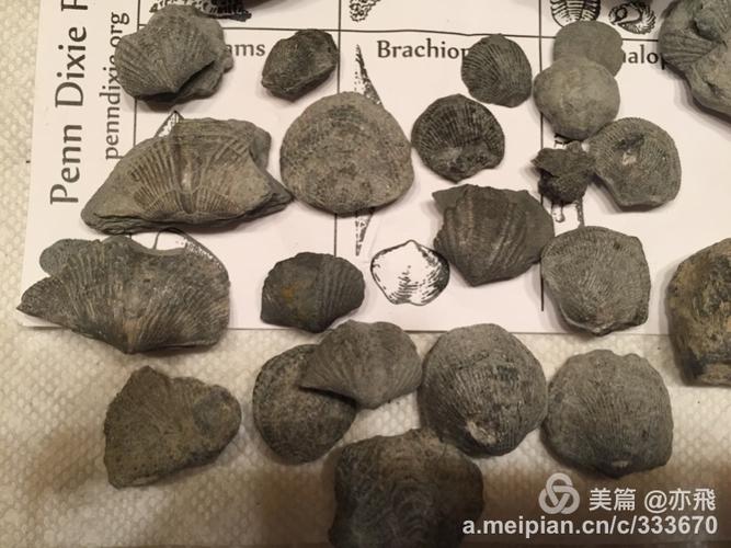 brachiopods 腕足动物