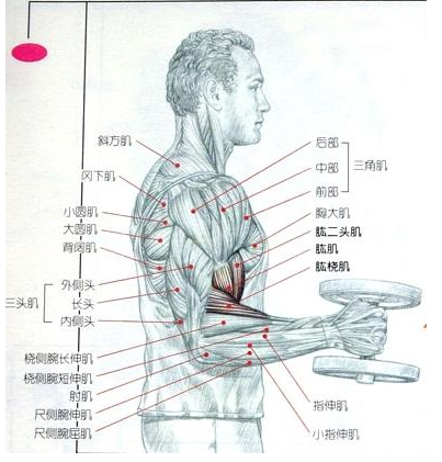 胳膊上的肌肉都有哪些?说出名称!谢谢了!有没有什么图解的!