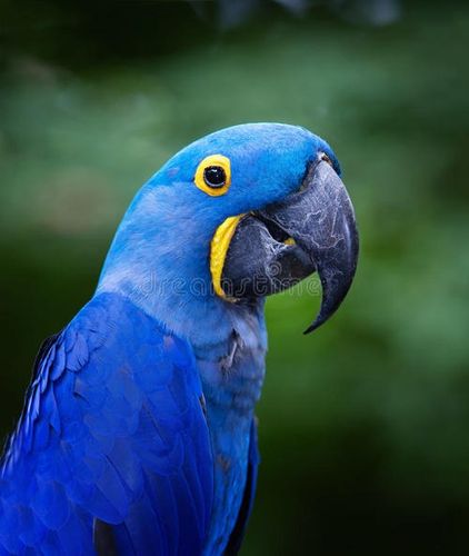 有几百种,一般常见的有虎皮鹦鹉,金太阳,小太阳,还有牡丹鹦鹉,宠物