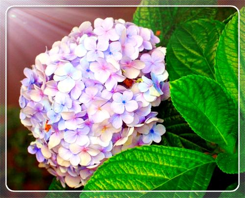 绣球花(八仙花)的花语