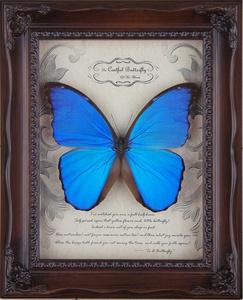 外国 蝴蝶标本 收藏 大蓝闪蝶标本 欢乐女神蝶  简欧 风格