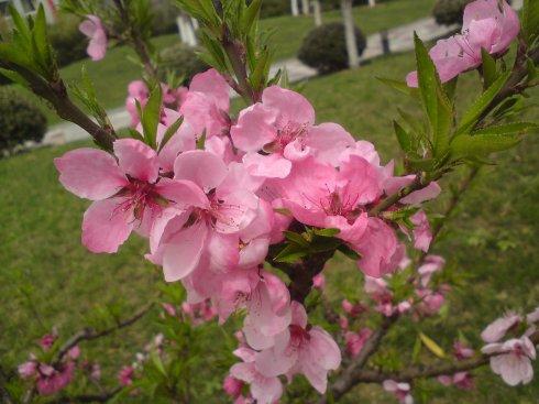 即使是糟糕透顶也要看看这春天的花朵