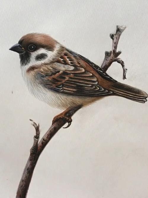 麻雀_绘画_梅溪湖公园攻略_彩铅_一起学画画_兴趣爱好