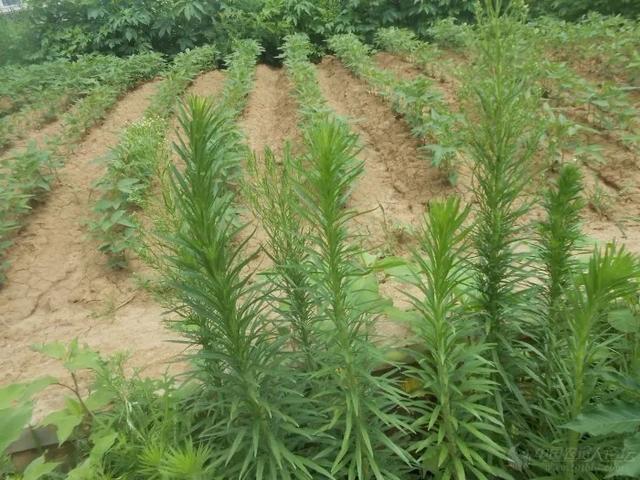 一日一草丨小飞蓬