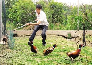 用网套鸡是项技巧活,练了两年多,吴晓磊仍然练得不很到家