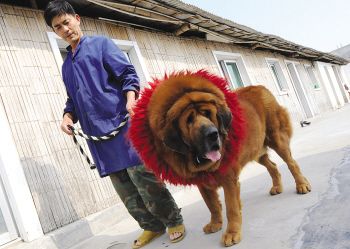 社会新闻 > 正文      温州网讯 藏獒,在中国被誉为东方神犬.