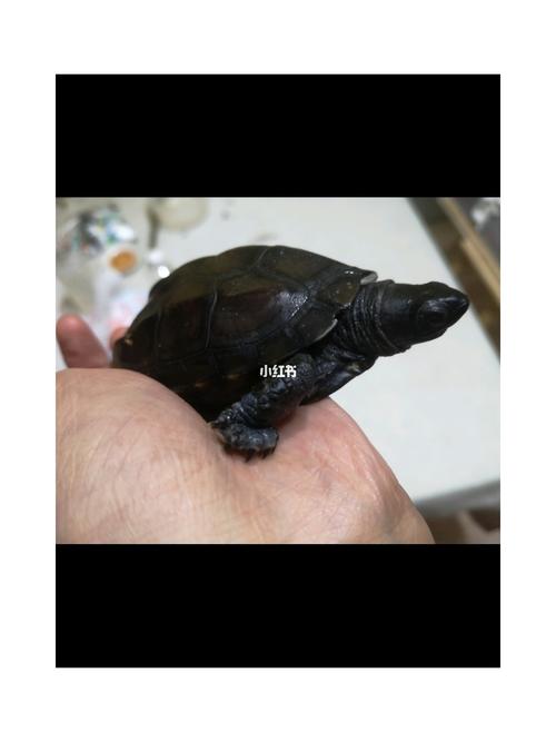 请问亲们这个是腐皮还是蜕皮啊,求救_蜕皮_中华草龟_宠物_宠物其他