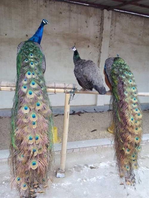 蓝孔雀的全身都是宝,有着广阔的开发前景,其肉的蛋白质含量为28%左右