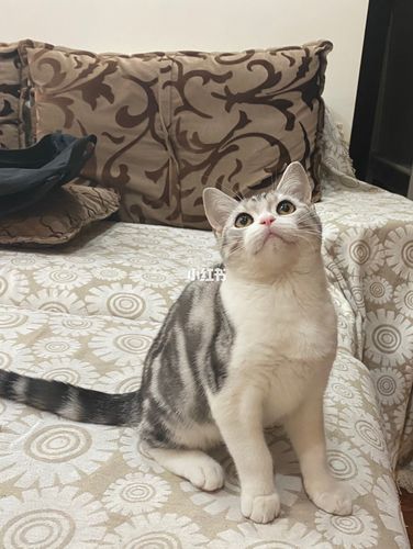 小朋友长大啦7815#美短加白#英短蓝白_美短_英短_小朋友_宠物