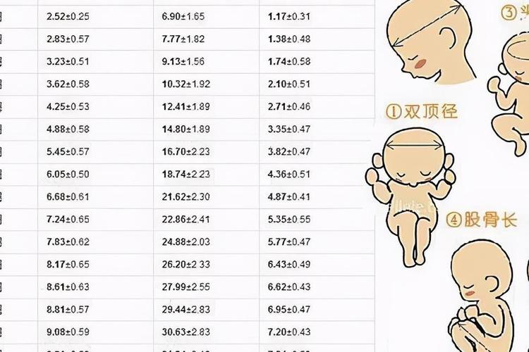 胎儿双顶径,不光和头的大小有关,这些影响孕妇也应早知道