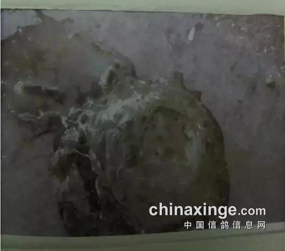 原发性球虫感染15.肠道严重失调16.鸽子流性感冒粪便17.