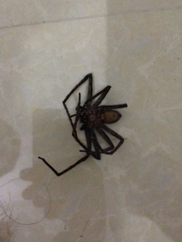 这蜘蛛是什么种类?