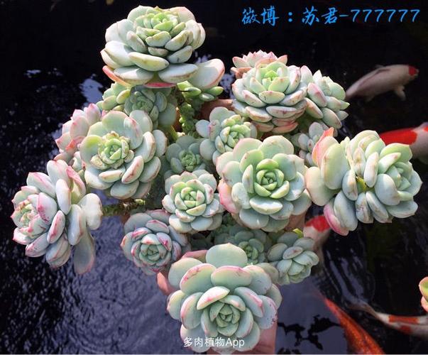 深秋时节,多肉醉美时