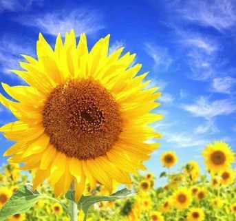 微信头像阳光型