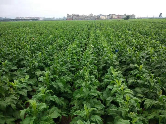 玉溪抚仙湖径流区万亩绿色生态烟区烤烟田间长势