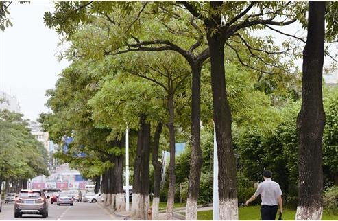 厦门美丽行道树开"臭"花 市民掩鼻快速通行-中国园林网