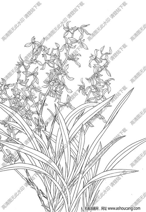 兰花白描线稿49高清图片下载