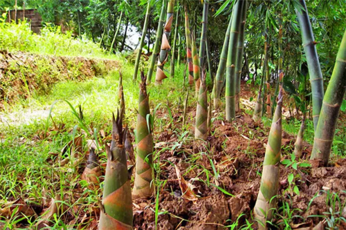 经历了寒冬,春回大地时,春笋破土而出,象征着生命,象征着活力,象征着