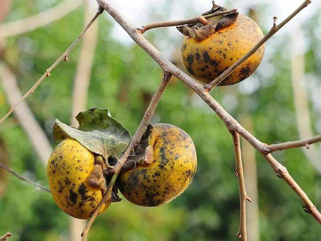 这野果表面满是油俗称油柿子农村人爱吃如今15元1斤