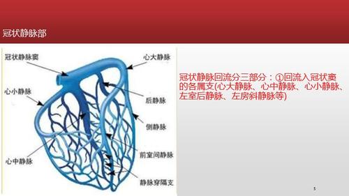 冠脉循环ppt课件