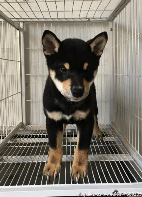 展开全部 如果短粗就是黑色柴犬. 如果细长,就是苏犬.