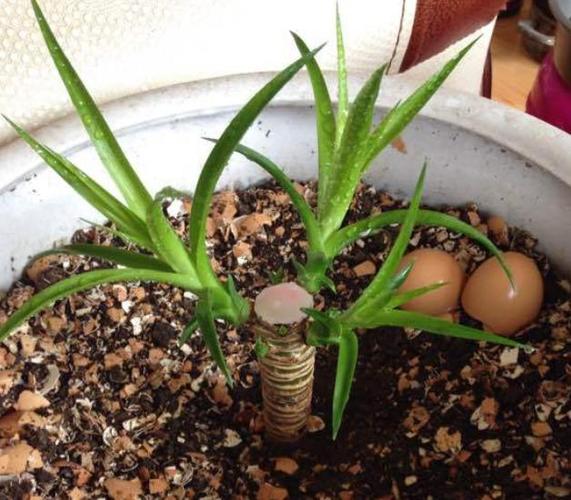 龙血树出芽很厉害,选好要留的4~5个芽位置,其余的掐掉,保留养分,长得