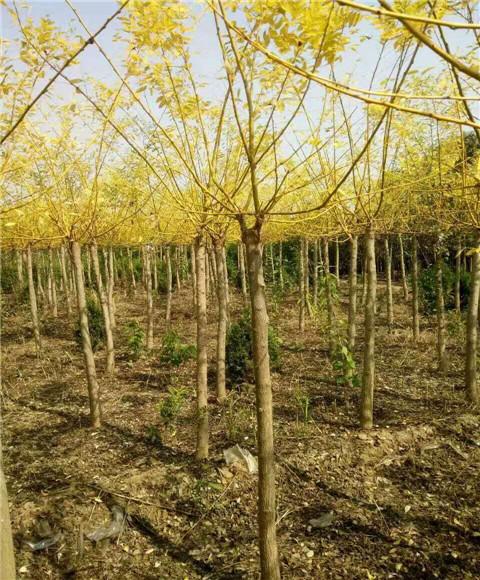 河北矮接金枝槐_矮接金枝槐出售