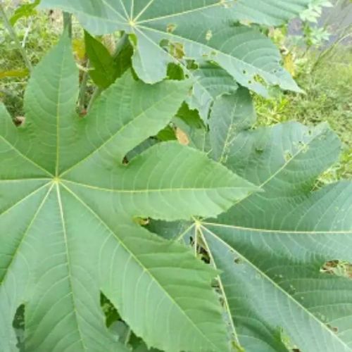 野生蓖麻叶 新鲜白蓖麻杆草麻青草药白梗蓖麻子叶子现