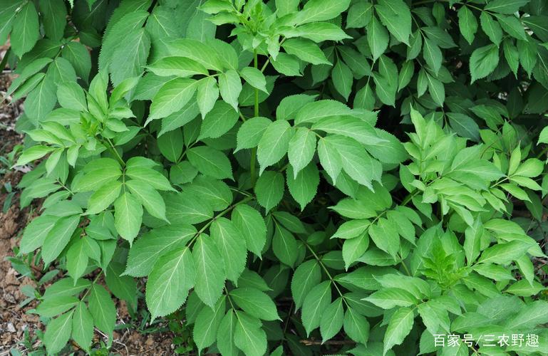 农村一种"臭树",全身是宝,树芯含"黄金",是民间风湿