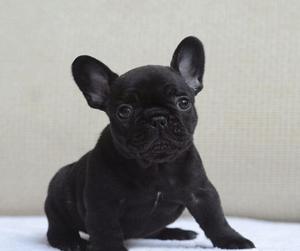 出售纯种法国斗牛犬幼犬黑色法牛幼犬奶油色法斗幼犬宠物狗狗活体