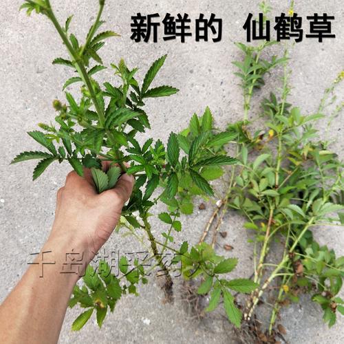 中药材龙芽草 老鹤嘴 毛脚茵 施州龙芽草 仙鹤草 500克 一斤包邮