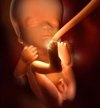 怀孕11周的胎儿3d效果图(男)    准妈妈的肚子经常从表面上看上去