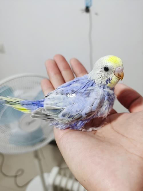 超级纯的紫双金彩虎皮鹦鹉崽