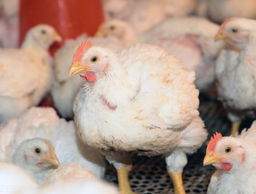 2020年白羽鸡价格会上涨吗