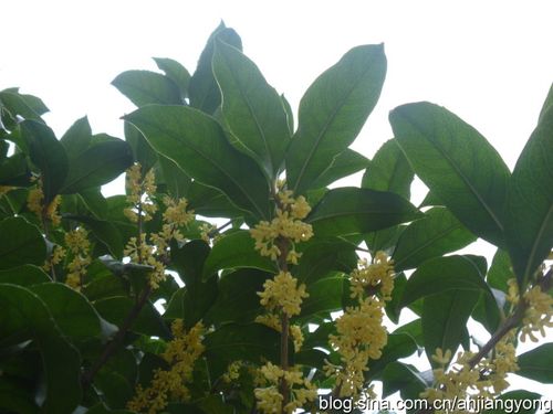 桂花图片和介绍