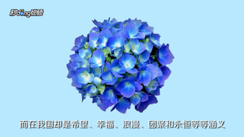 蓝色绣球花的寓意