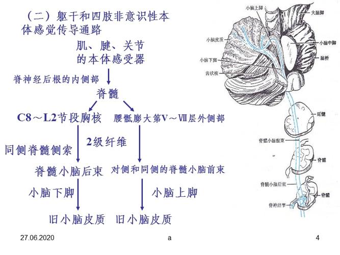 神经传导通路.ppt