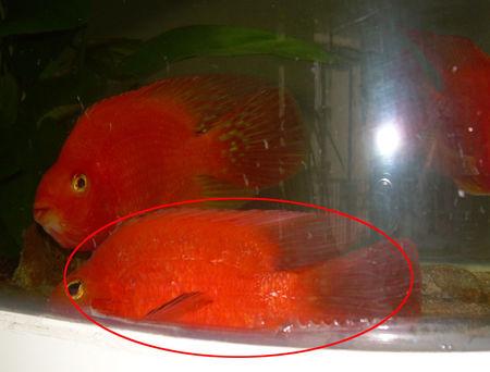 我的鹦鹉鱼怎么了?