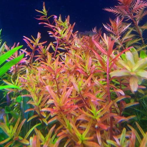 红宫廷水草资料图片最适合新手的红色水草