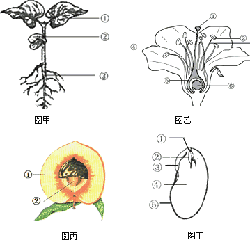 植物的根茎叶花果实 第1页