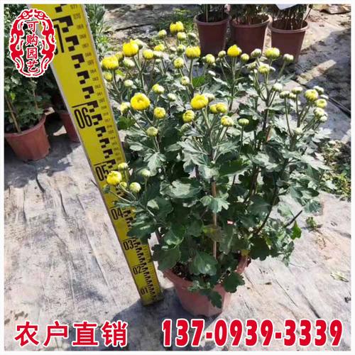 菊花盆景 漳州培育基地 大量批发 菊花容器苗 多种颜色尺寸