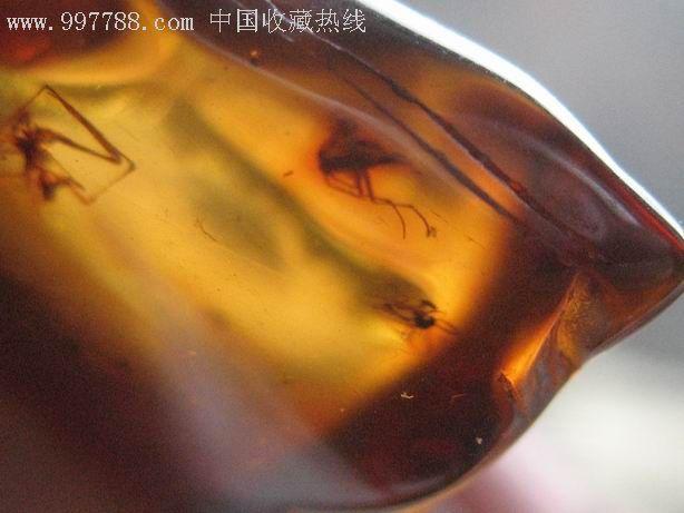 琥珀中的极品-一块琥珀中有近10个亿万年前的小毘虫