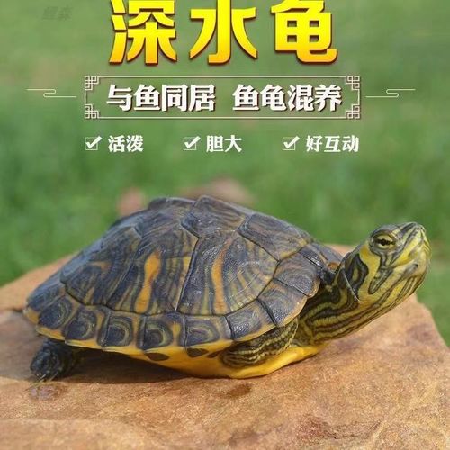 深水乌龟活物冷水长寿龟家养宠物观赏小乌龟招财龟